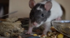 Než krmení krysy od narození, hlodavců od 1 měsíce